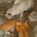 2008_galleria5_040