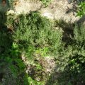 DSCN0659