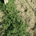 DSCN0662