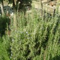 DSCN0667